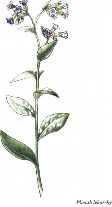 plicnik-lekarsky-1.jpg